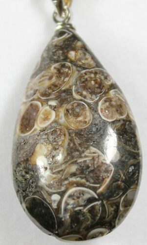 Teardrop Shaped Fossil Turritella (Gastropod) Pendant #26907